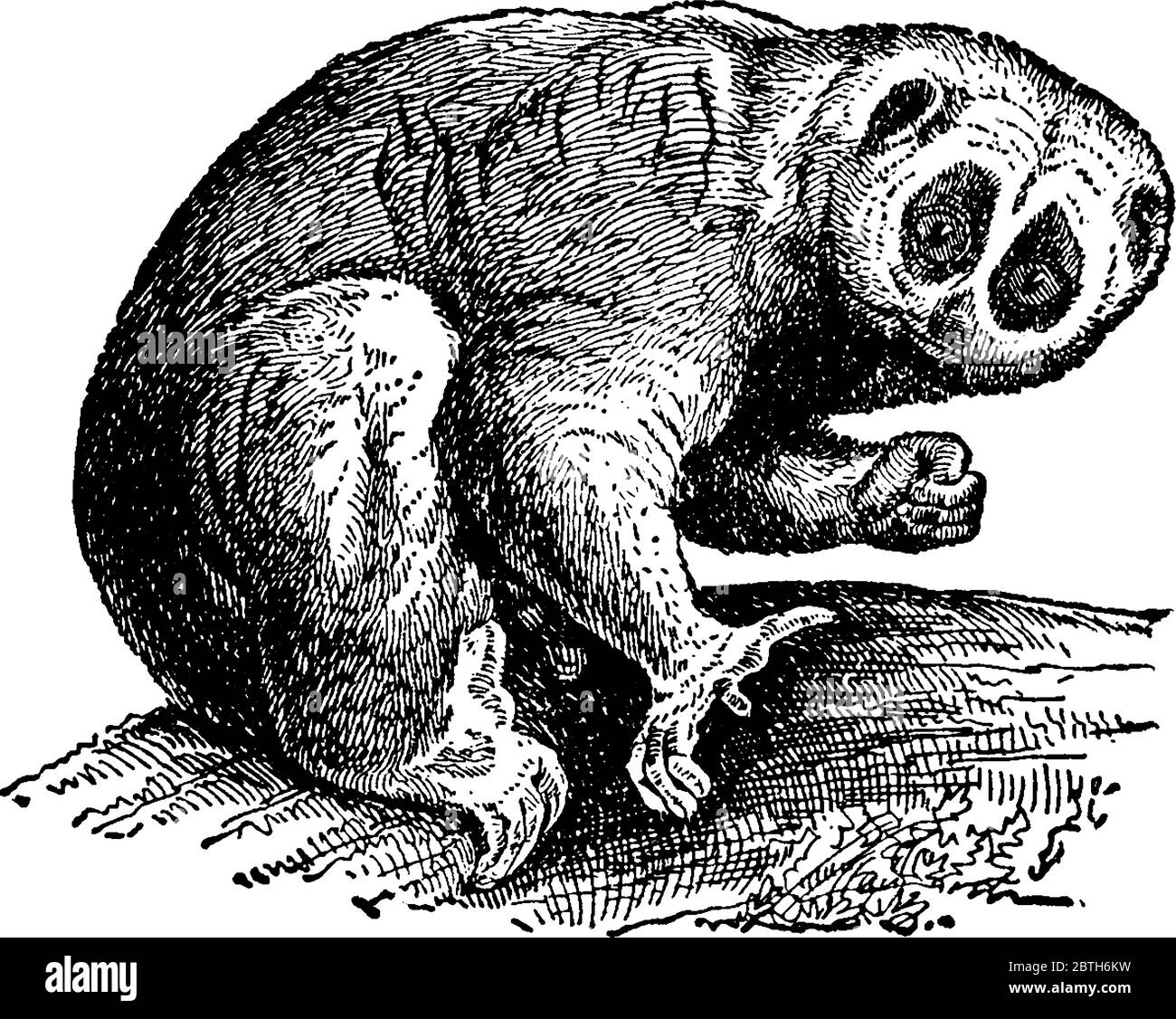 Eine Gattung von Lemuridæ mit abgerundeten Köpfen, spitzen Schnauzen, schlanken Körpern, sehr großen Augen und rudimentären Schwanz oder gar keiner. Die beiden bekannten Arten ar Stock Vektor