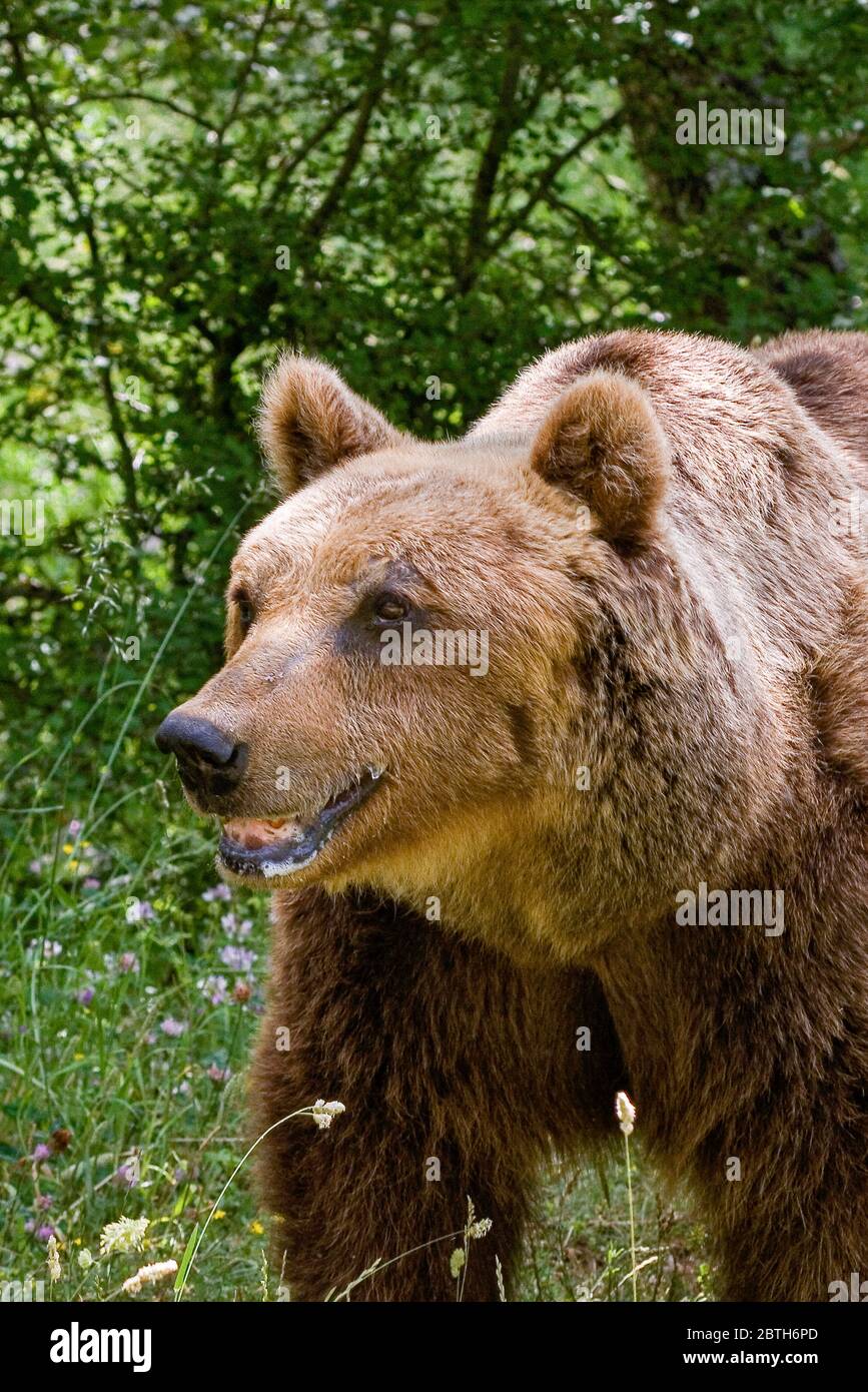 Italien Nationalpark Abruzzen - Marsicani Berg - Marsican Bär ( Ursus arctos marsicanus ) - kontrollierter Zustand Stockfoto