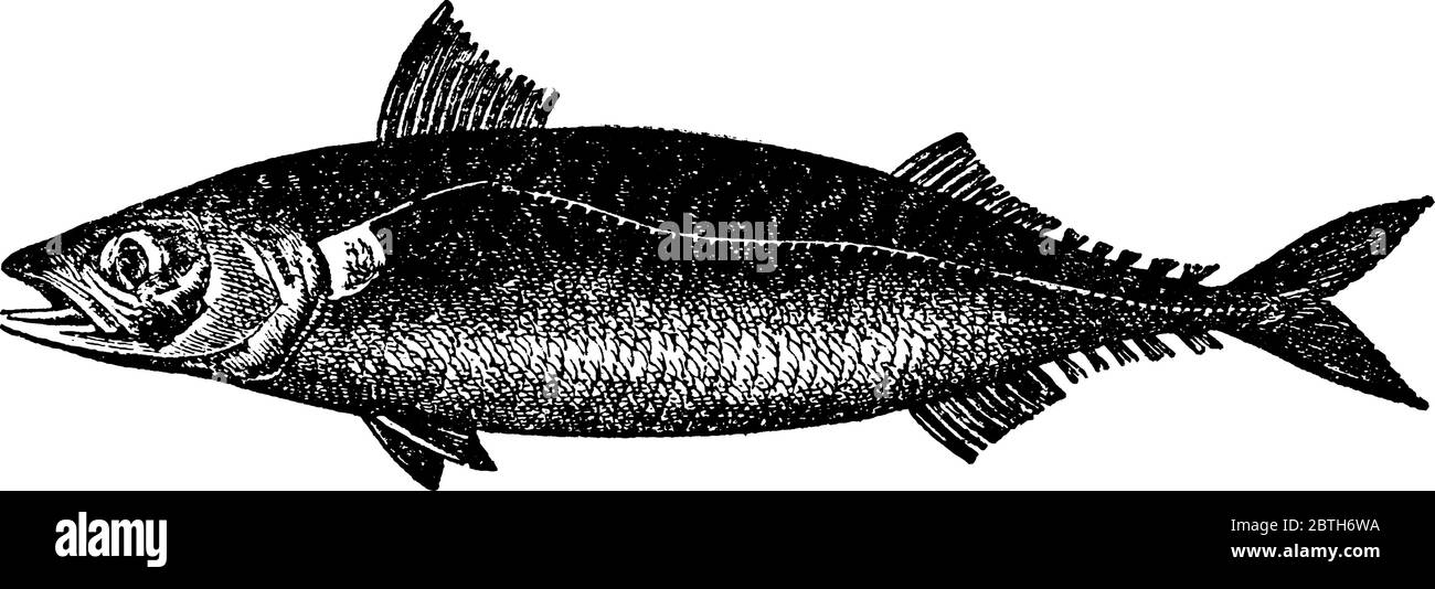 Makrele, eine andere Fischart, aus der Familie Scomridae, Vintage-Strichzeichnung oder Gravur Illustration. Stock Vektor