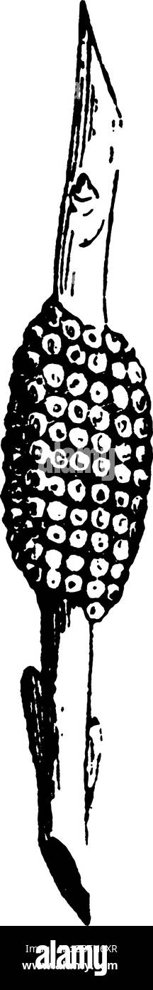 Die Eimasse einer amerikanischen Zelt-Raupe, die länglich und mit bräunlich grauem Material bedeckt sind, das ihr hilft, dem Wetter zu widerstehen, vinta Stock Vektor