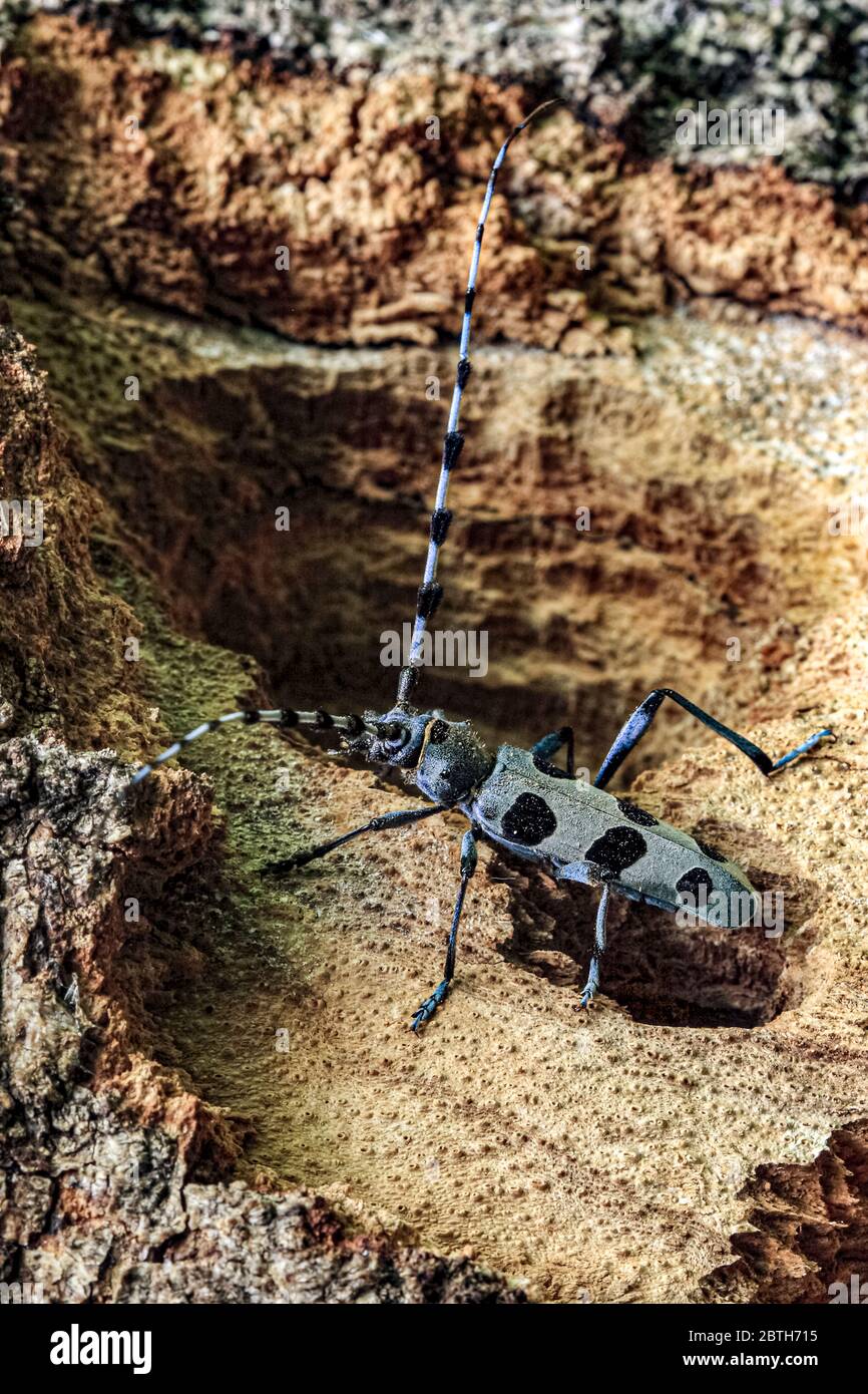 Italien - Nationalpark Abruzzen - Monte Marsicani - Buche cerambice ( Rosalia alpina ) Stockfoto