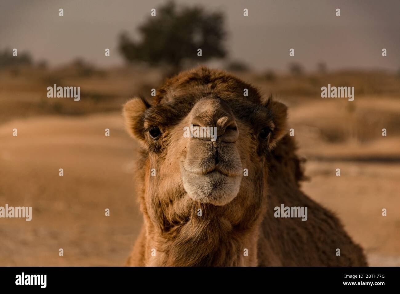 Portrait von Camel Stockfoto