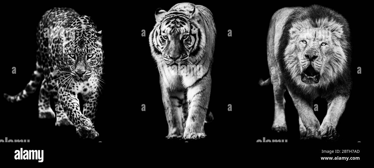 Vorlage von Löwe, Panther und Tiger in S&W mit schwarzem Hintergrund Stockfoto