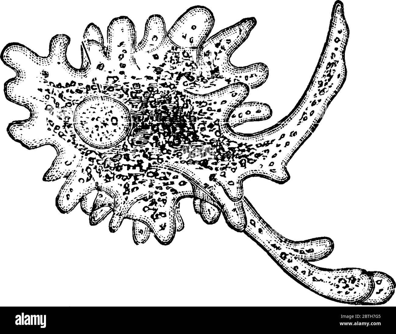 Eine Illustration einer Amöbe, einer Vintage-Strichzeichnung oder einer Gravur. Stock Vektor