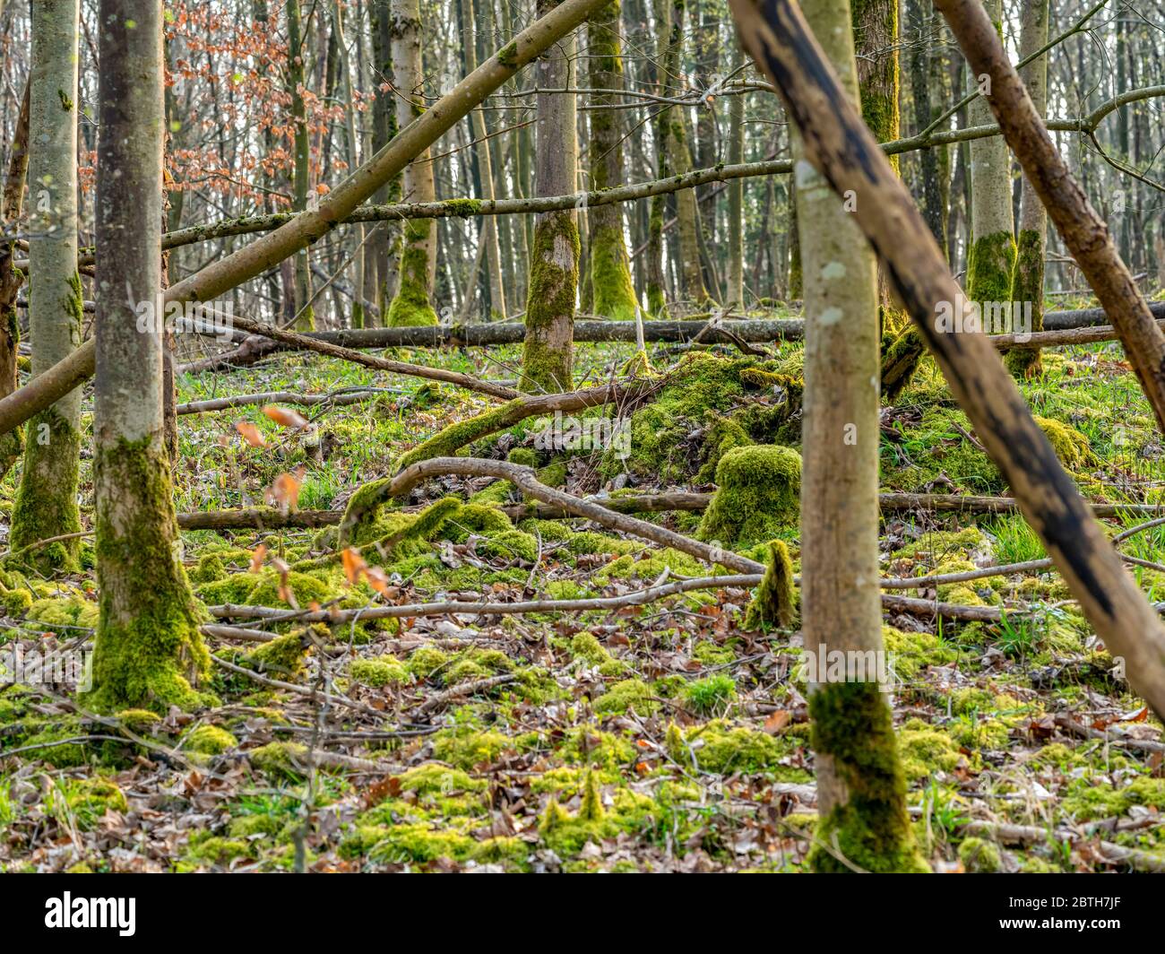 Natürliche Waldlandschaft im frühen Frühling Stockfoto