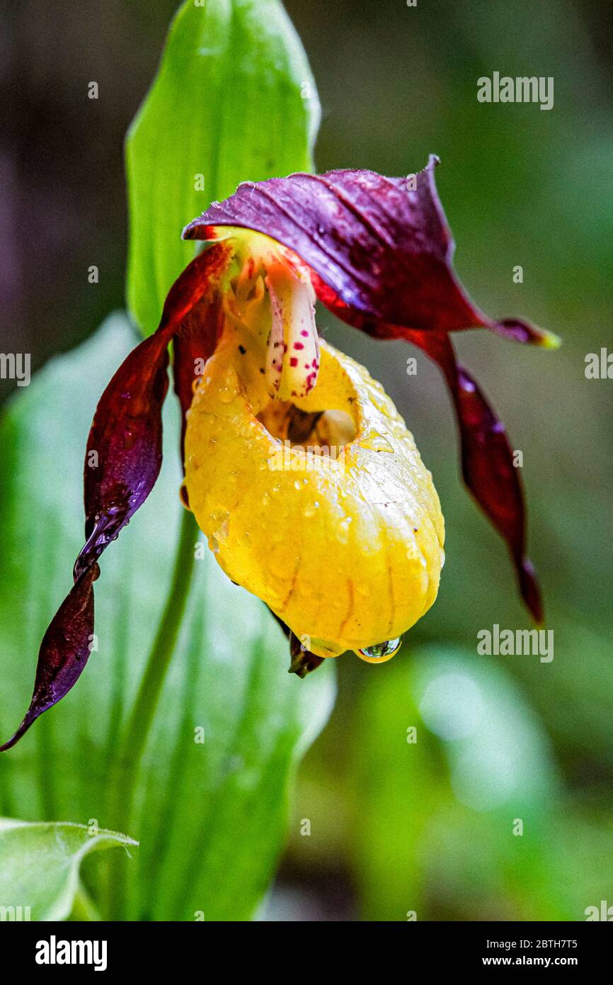 Italien - Nationalpark Abruzzen - Berg Marsicani - Venusschuh - ( Cypripedium calceolus ) Stockfoto