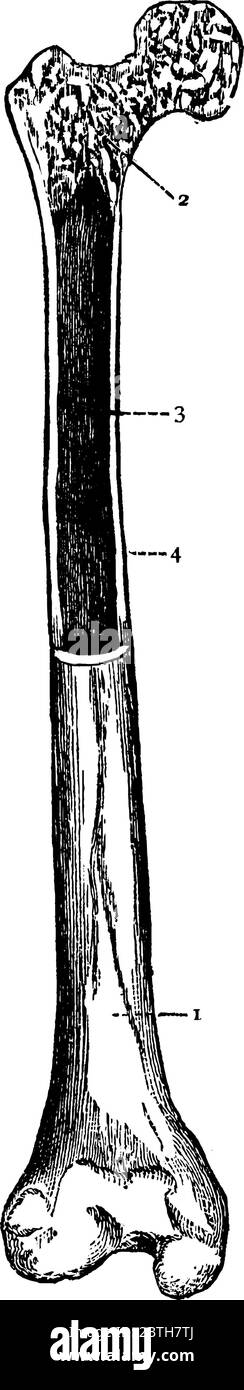 Eine typische Darstellung des Femurs des menschlichen Körpers, mit den Teilen beschriftet als, "1, 2, 3 und 4", die Darstellung, äußere Ansicht, zellulären Teil an Stock Vektor