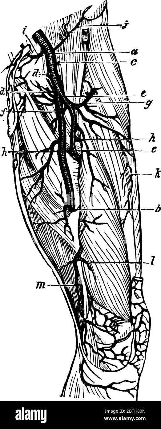 Die Arterien der unteren Extremität ist in der Abbildung gezeigt, seine Funktion ist es, Blut zu liefern, um den unteren Abschnitt des Körpers, Vintage-Linie Zeichnung oder Abteil Stock Vektor