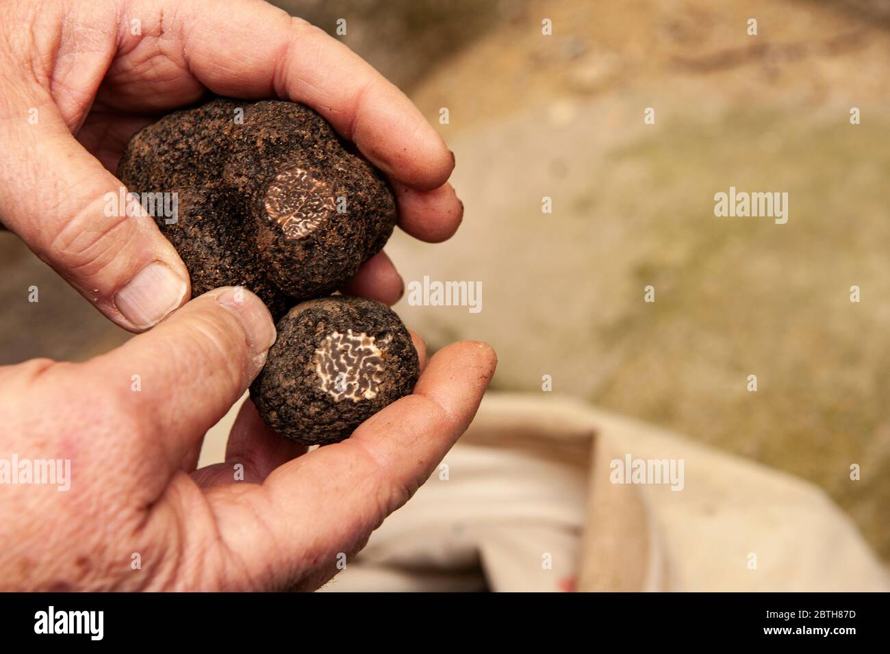 Schwarze Trüffel aus Richerenches (Frankreich), aufgeschnitten, um die Qualität der Trüffel zu prüfen, Stockfoto