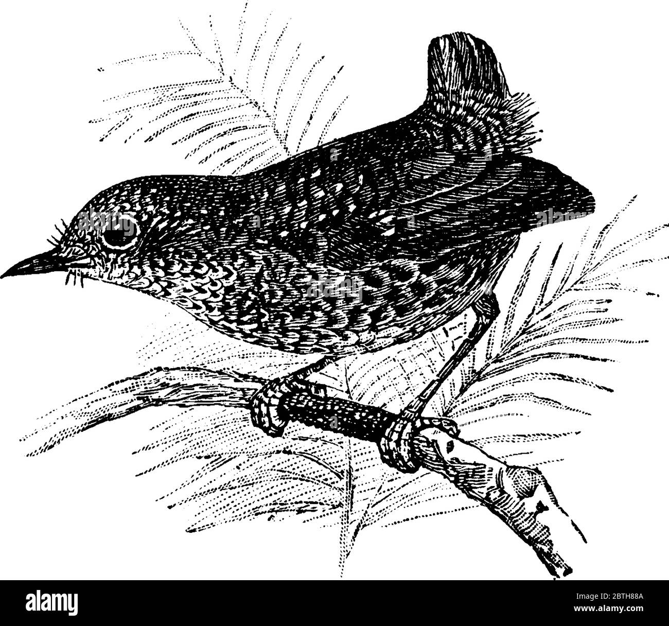 Ein kleiner Vogel auf einem kleinen Ast, mit ausgeprägten Augen, langbeinigen und spitzen Schnabel, Vintage-Strichzeichnung oder Gravur Illustration. Stock Vektor