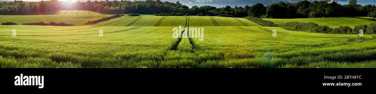Panoramablick auf grünen Weizen wächst in einem Feld in den Chiltern Hills, England Stockfoto