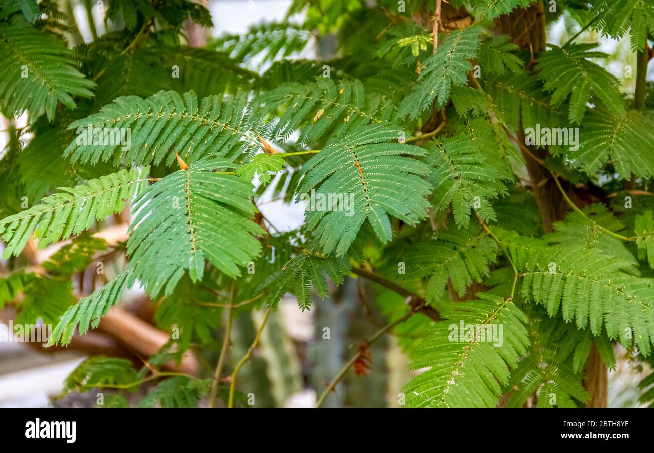 Detailaufnahme einer exotischen Pflanze namens persischer Seidenbaum Stockfoto