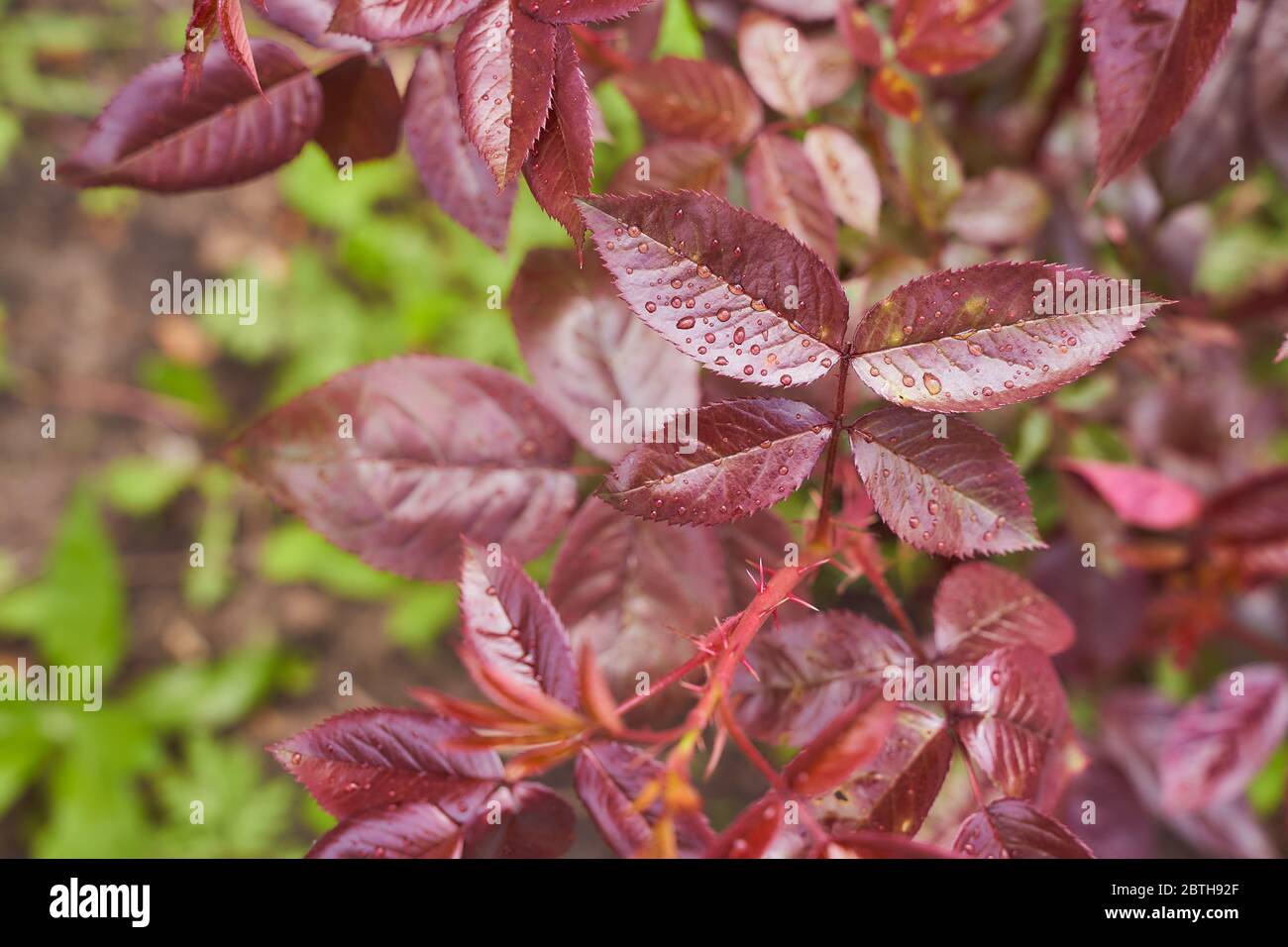 Rote Blätter aus dem Sommer stiegen mit Wassertropfen Stockfoto