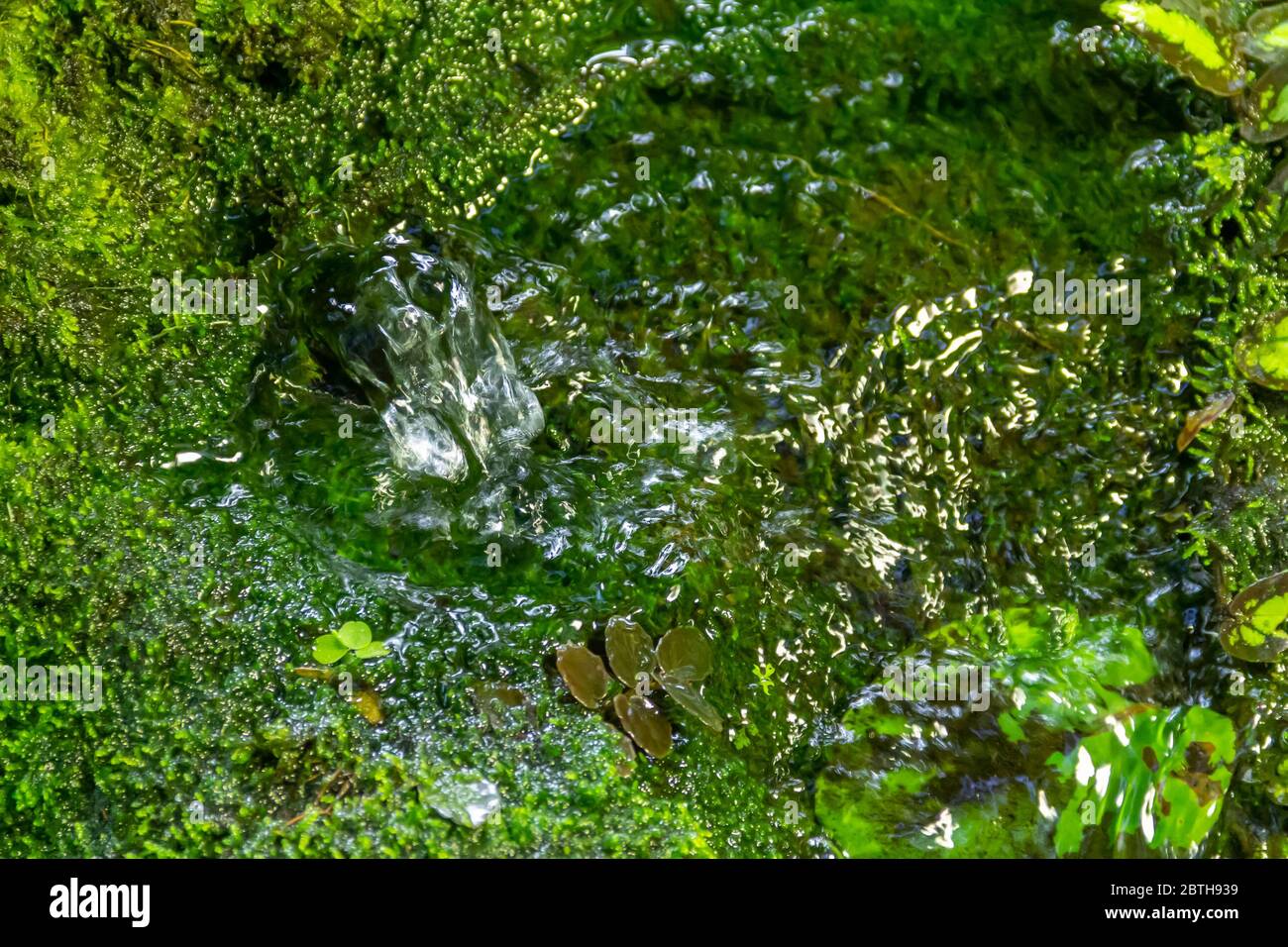 Brunnen mit fließendem Wasser und sattgrünen Boden bedeckt Vegetation Stockfoto