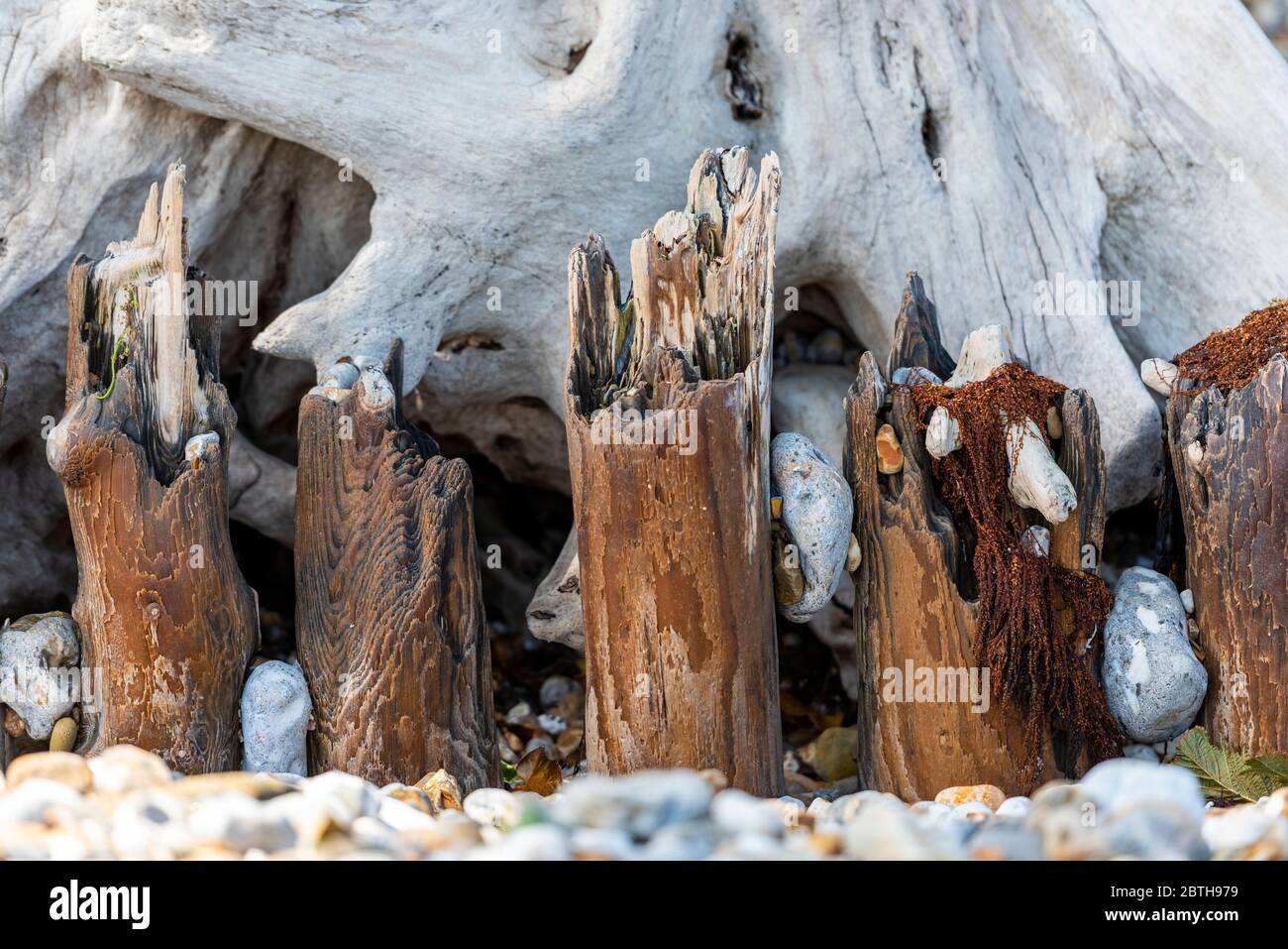 Wetter getragen Treibholz gewaschen bis auf einem Strand am Meer. Skulpturales Holz. Stockfoto