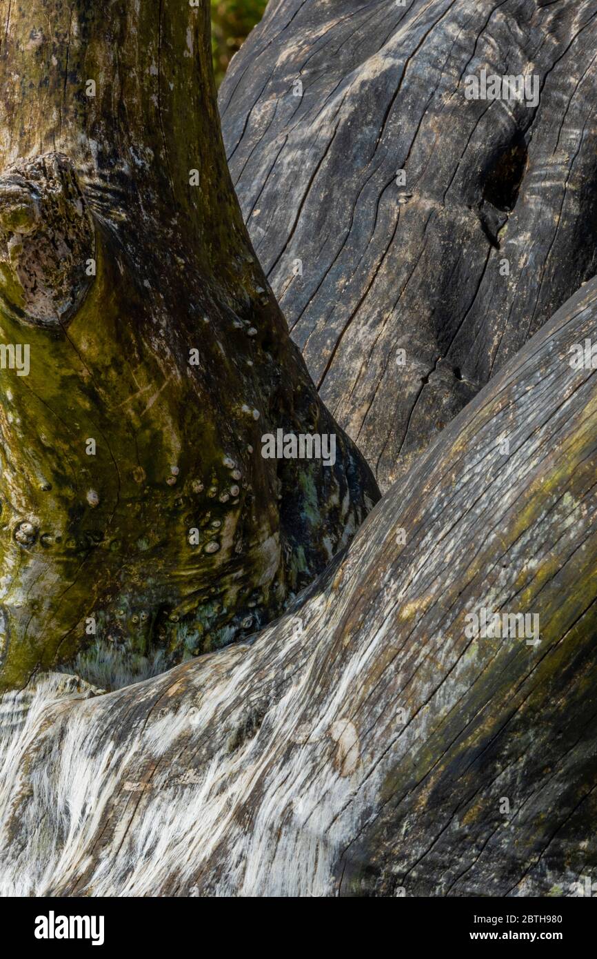 Wetter getragen Treibholz gewaschen bis auf einem Strand am Meer. Skulpturales Holz. Stockfoto