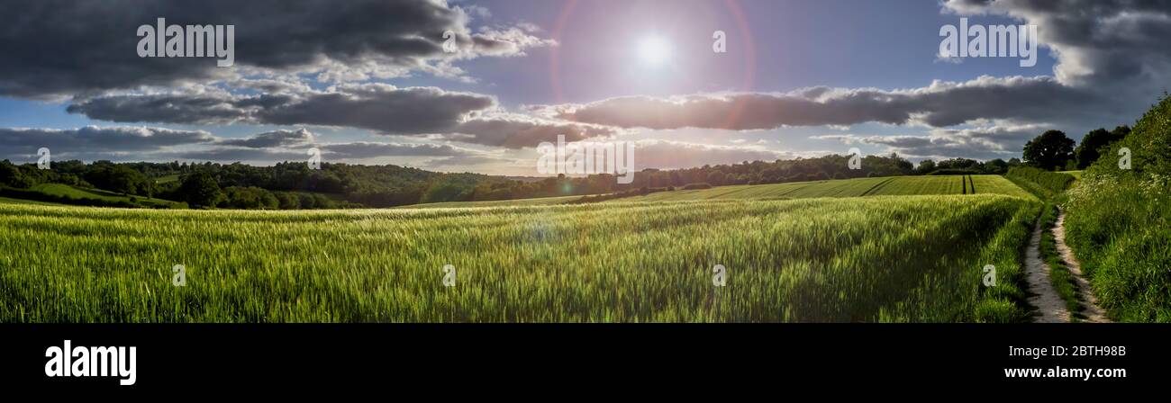Panoramablick auf grünen Weizen wächst in einem Feld mit Sonnenstrahlen in den Chiltern Hills, England Stockfoto