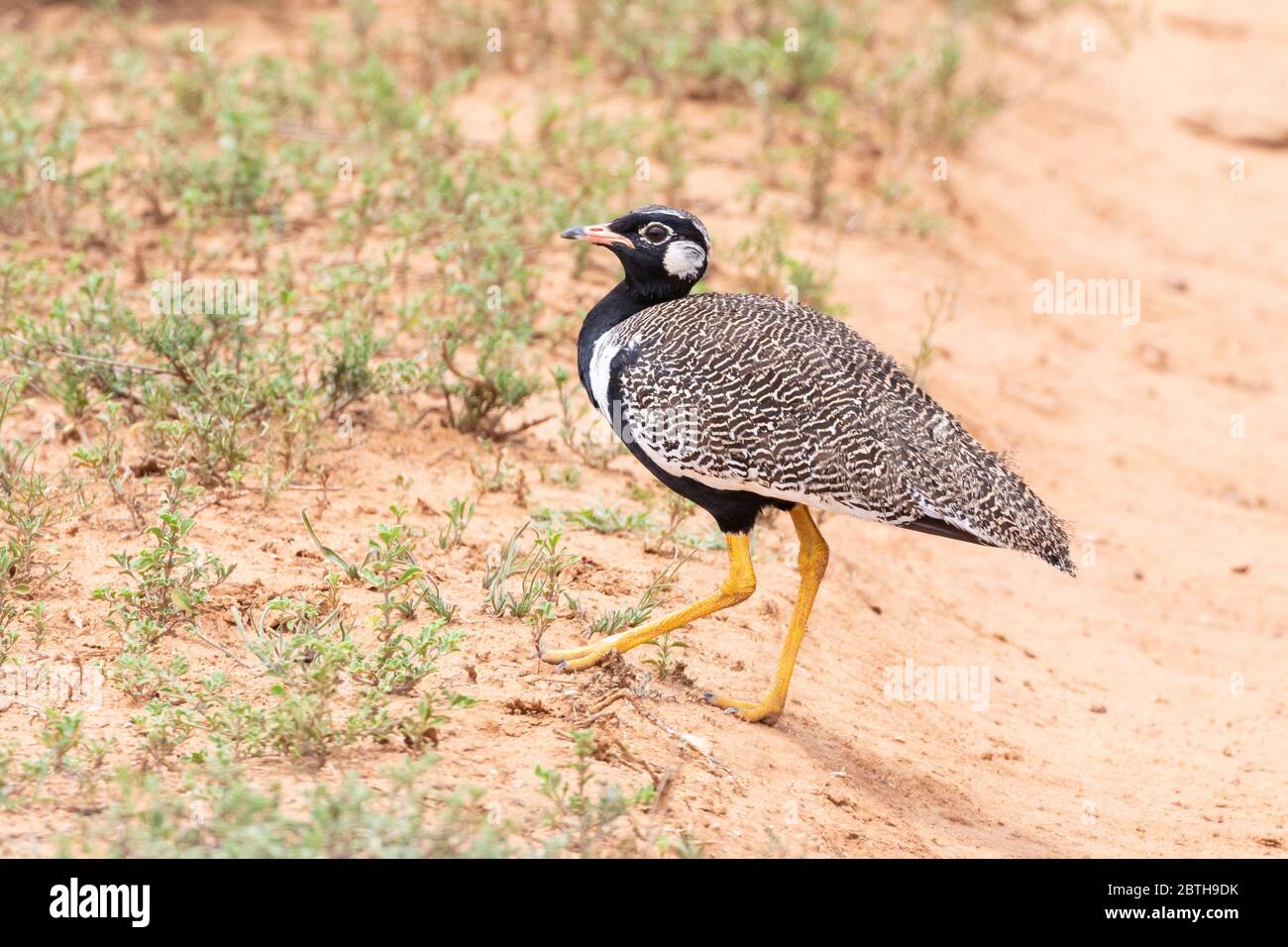Südliche schwarze Korhaan (Afrotis afra) im Addo Elephant National Park, Ostkap, Südafrika. Als anfällig aufgrund von Bevölkerungsrückgang aufgeführt Stockfoto