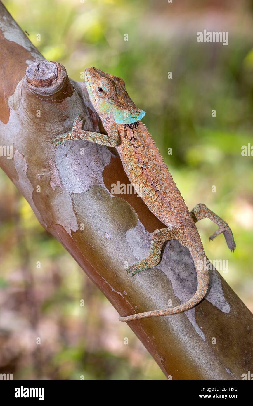 Chamäleon in seiner natürlichen Umgebung auf Madagaskar Stockfoto