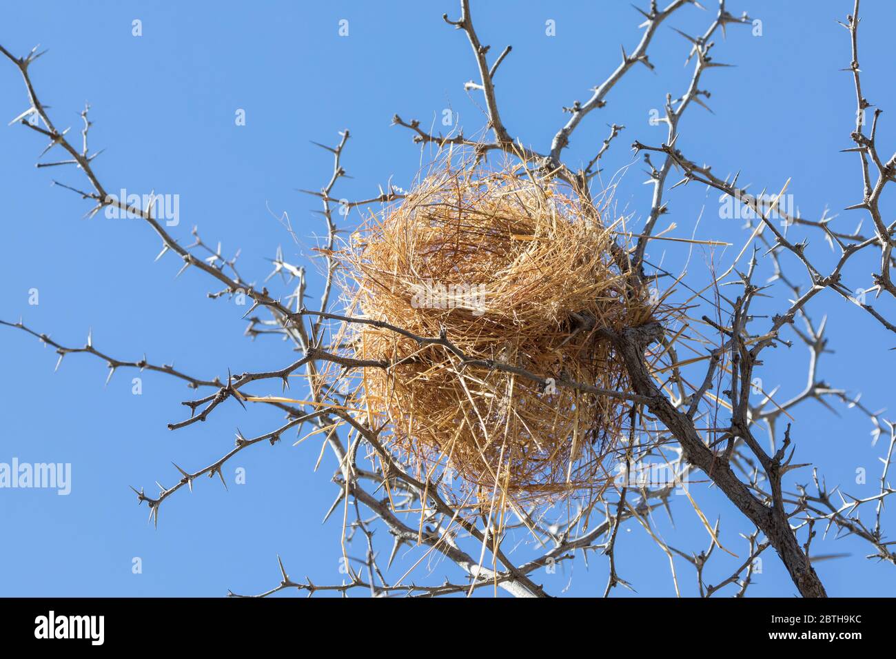 Nest des Weißbrauen-Spatzen-Webers (Plokepasser mahali), Kgalagadi Transfrontier Park, brüllende Nest mit zwei Eingängen von trockenem Gras Stockfoto