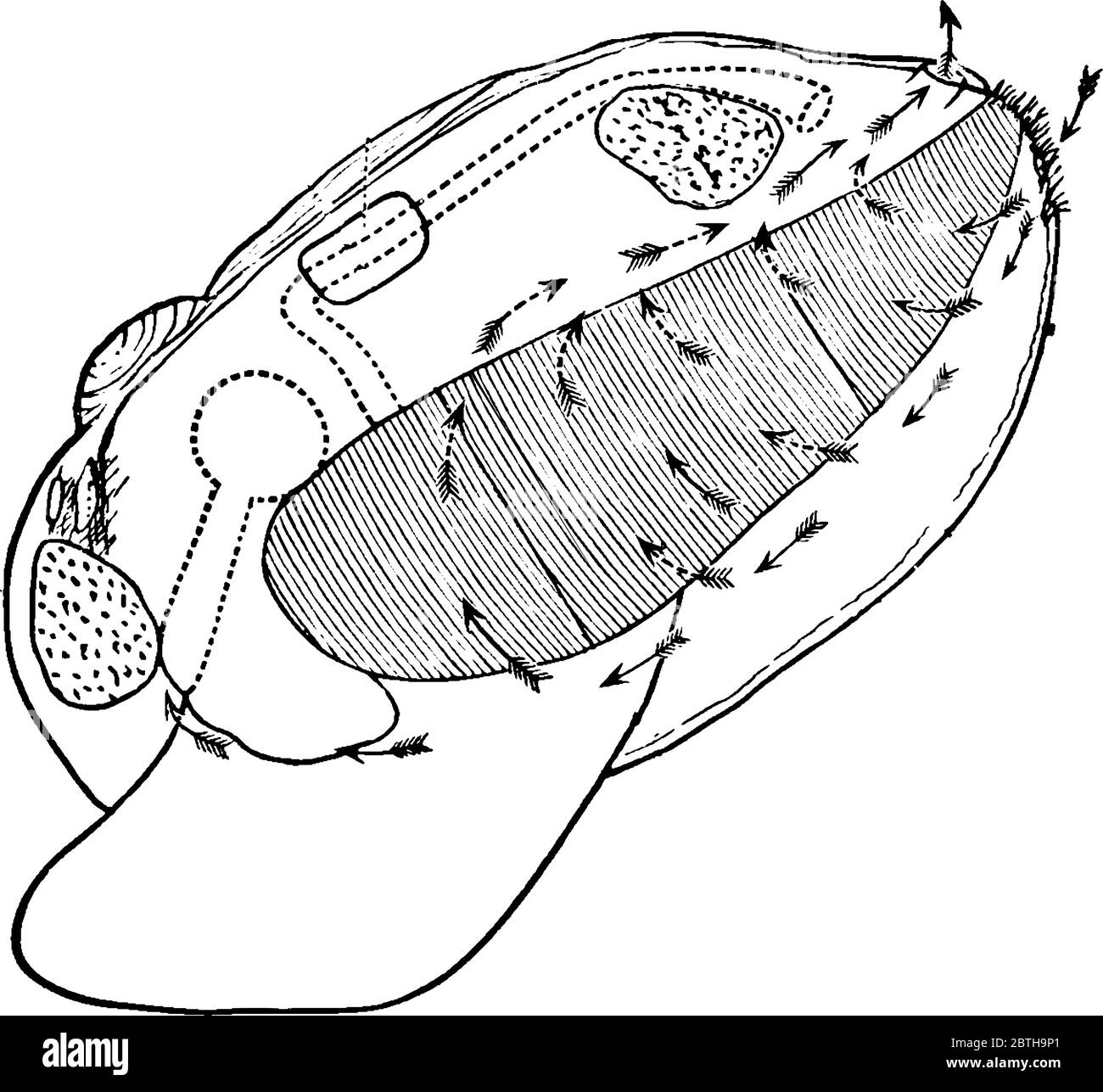 Muschel ist eine Muschel Muschel, Meerestiere mit einer Muschel in zwei Teilen, die eng zusammen schließen können, genannt Muschel Muschel, Vintage-Linie Zeichnung oder Engravi Stock Vektor