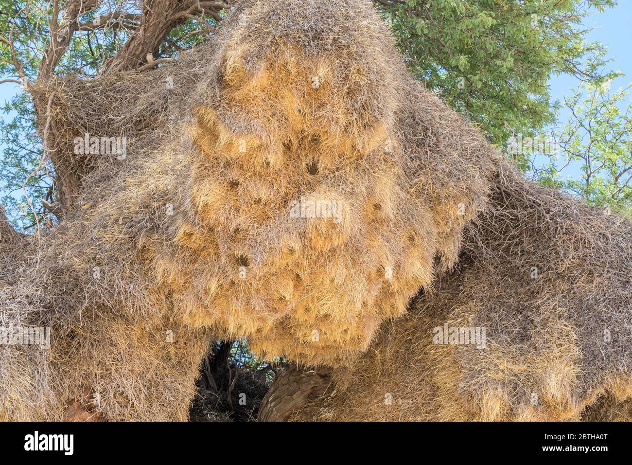 Nest des geselligen Webers (Philetairus socius) in Kameldornbaum (Vachellia erioloba) Kgalagadi Transfrontier Park, Northern Cape, Südafrika. Stockfoto