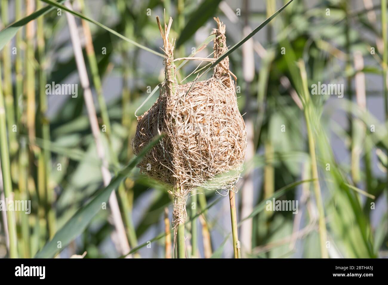 Nest eines Gelben Webers (Ploceus subaureus), der an zwei Schilf über Wasser, Ostkap, Südafrika befestigt ist. Das Männchen wird die Blätter und die Oberseite des Th Streifen Stockfoto