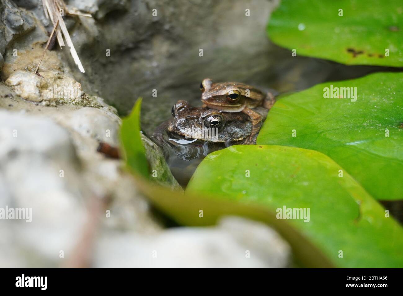 Duttaphrynus melanostictus ist eine der häufigsten Kröten in offenen Gebieten entlang Flussufer gefunden. Eine Kröte, die am Seerosenteich ruht und einen kleinen Frosch anhat Stockfoto
