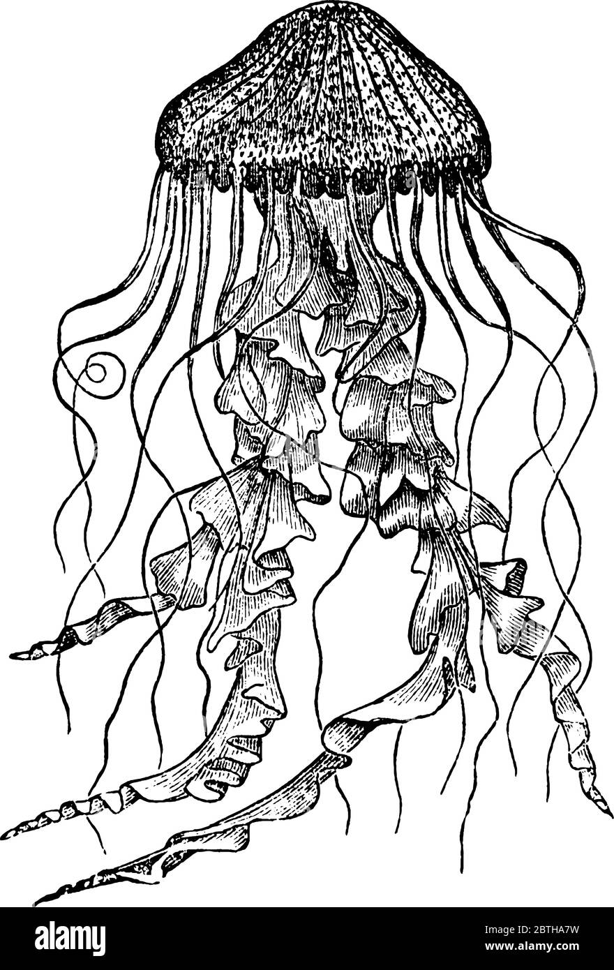 Quallen aus der Hydrozoa-Familie, Vintage-Strichzeichnung oder Gravur Illustration. Stock Vektor