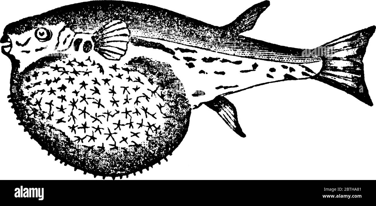 Globefish mit Stacheln, die in alle Richtungen, wie die eines Igels, wenn aufgerollt, als ob für die Verteidigung des aufgeblasenen Körpers, einige der herausragen Stock Vektor