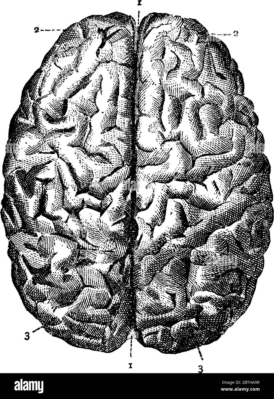 Das menschliche Gehirn von oben betrachtet, mit den Teilen gekennzeichnet als, "1, 2 und 3", die große Spalte, vordere Lappen und hintere Lappen, respecti darstellen Stock Vektor