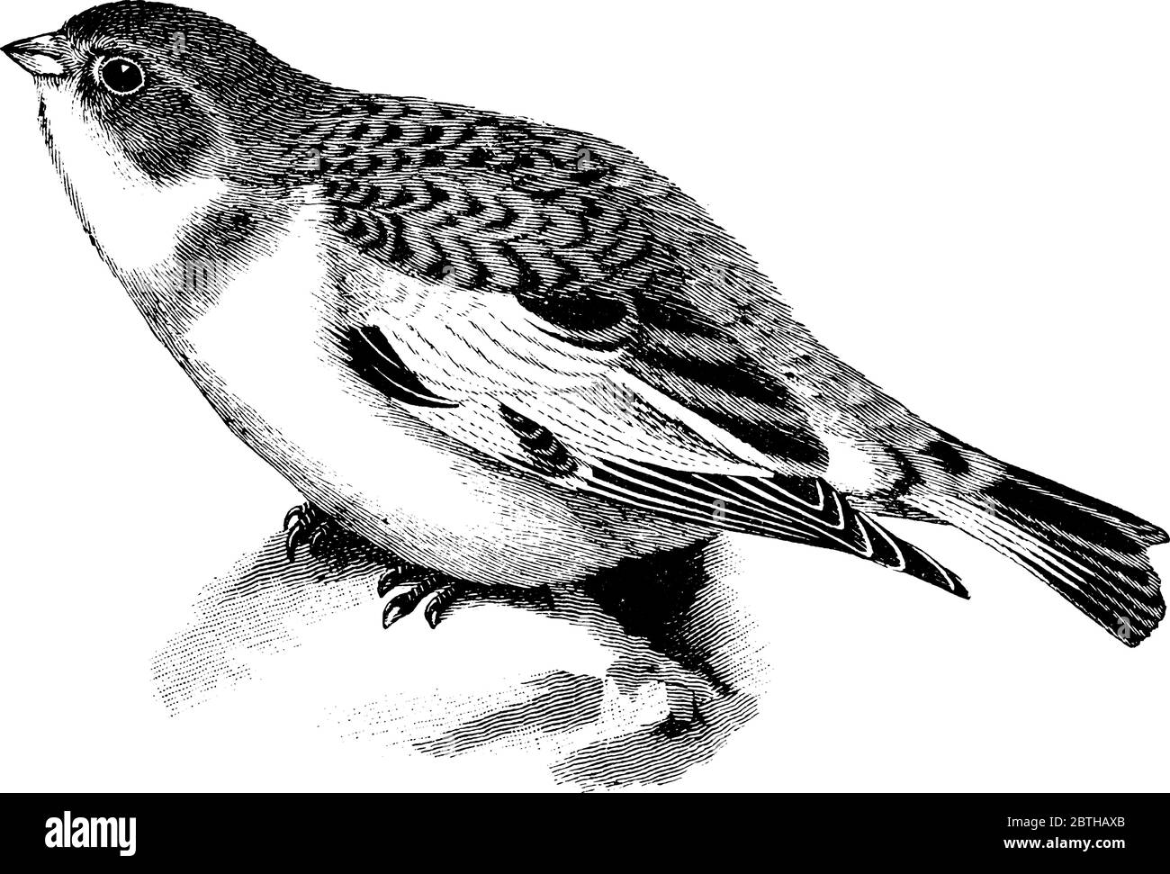 Die Schneeflocke ist ein kleiner Singvogel in der Familie Calcariidae, kühne schwarz-weiße Flügelflecken sind im Flug unverwechselbar., Vintage-Linienzeichnung oder Stock Vektor