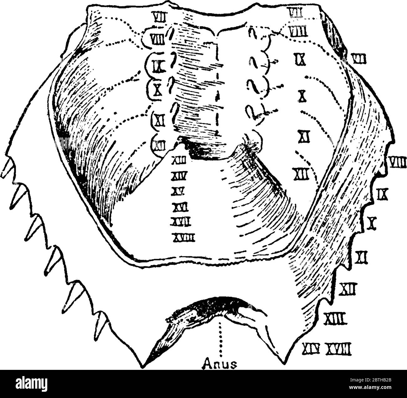 Typische Darstellung der ventralen Ansicht der posterioren Karapaz- oder mesometasomatischen (opisthosomatischen) Fusion von Limulus polyphemus, Vintage-Linie Stock Vektor