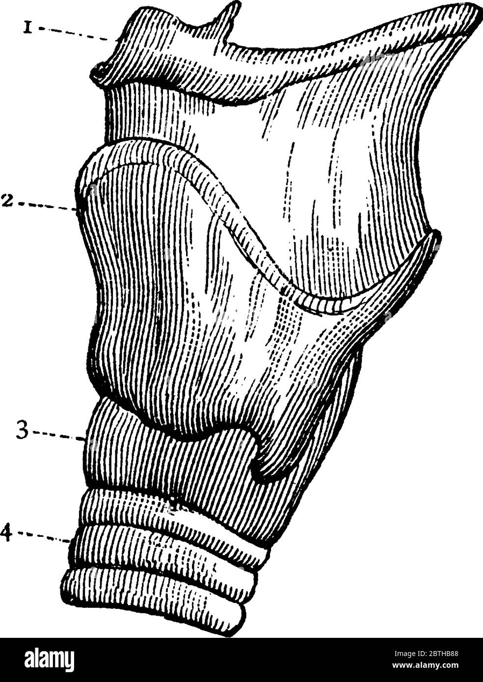 Typische Darstellung der Außenansicht der linken Seite des Kehlkopfes, mit den Teilen, 1: Vorderteil des Hyoidknochens; 2: Oberkante des Kehlkopfes; 3: Stock Vektor
