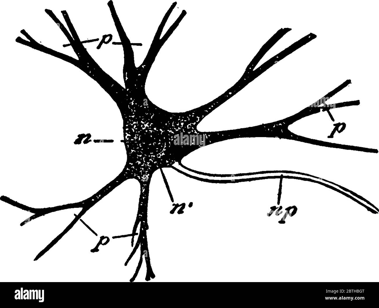 Nervenzelle auch Neuronen genannt, ist seine Funktion, Nachrichten von einem Teil des Körpers zu einem anderen zu übertragen, Vintage-Linie Zeichnung oder Gravur illustra Stock Vektor