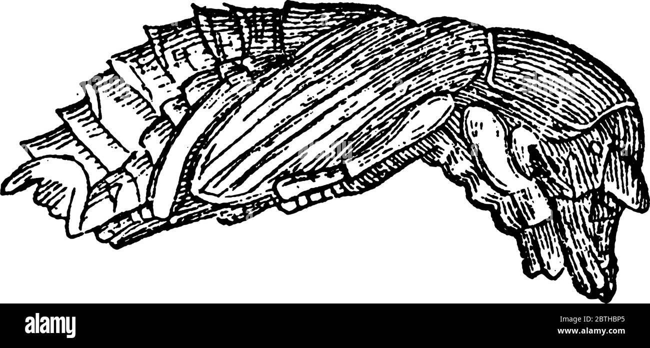 Bess Käfer sind schwarz gefärbte glänzende Insekten, deren große Kolonien zusammen leben, Vintage-Strichzeichnung oder Gravur Illustration. Stock Vektor