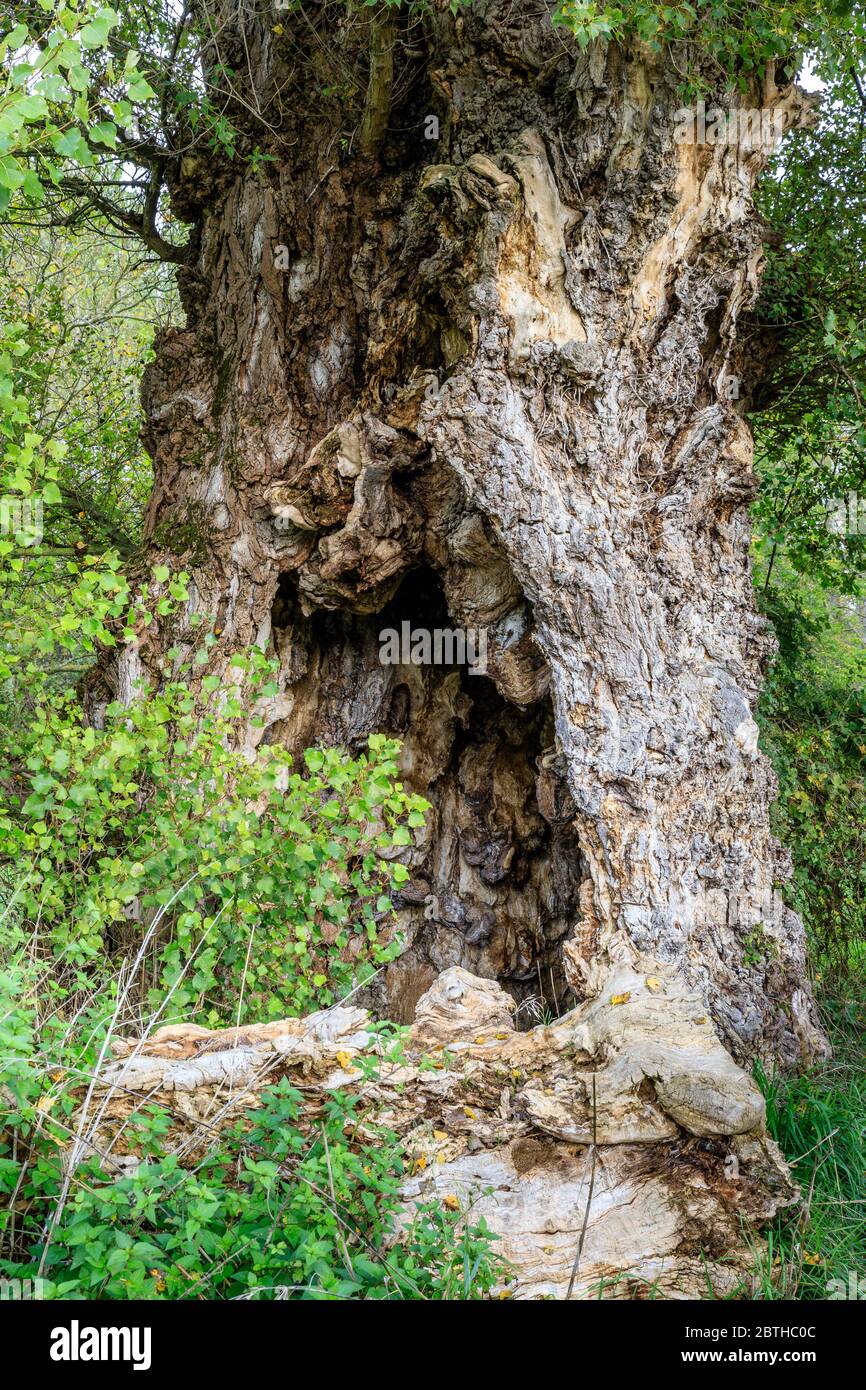 Frankreich, Drome, Charmes sur l'Herbasse, bemerkenswerte schwarze Pappel unweit des Weilers Herbasse, Rumpfdetail // Frankreich, Drome (26), Charmes-sur-l'her Stockfoto