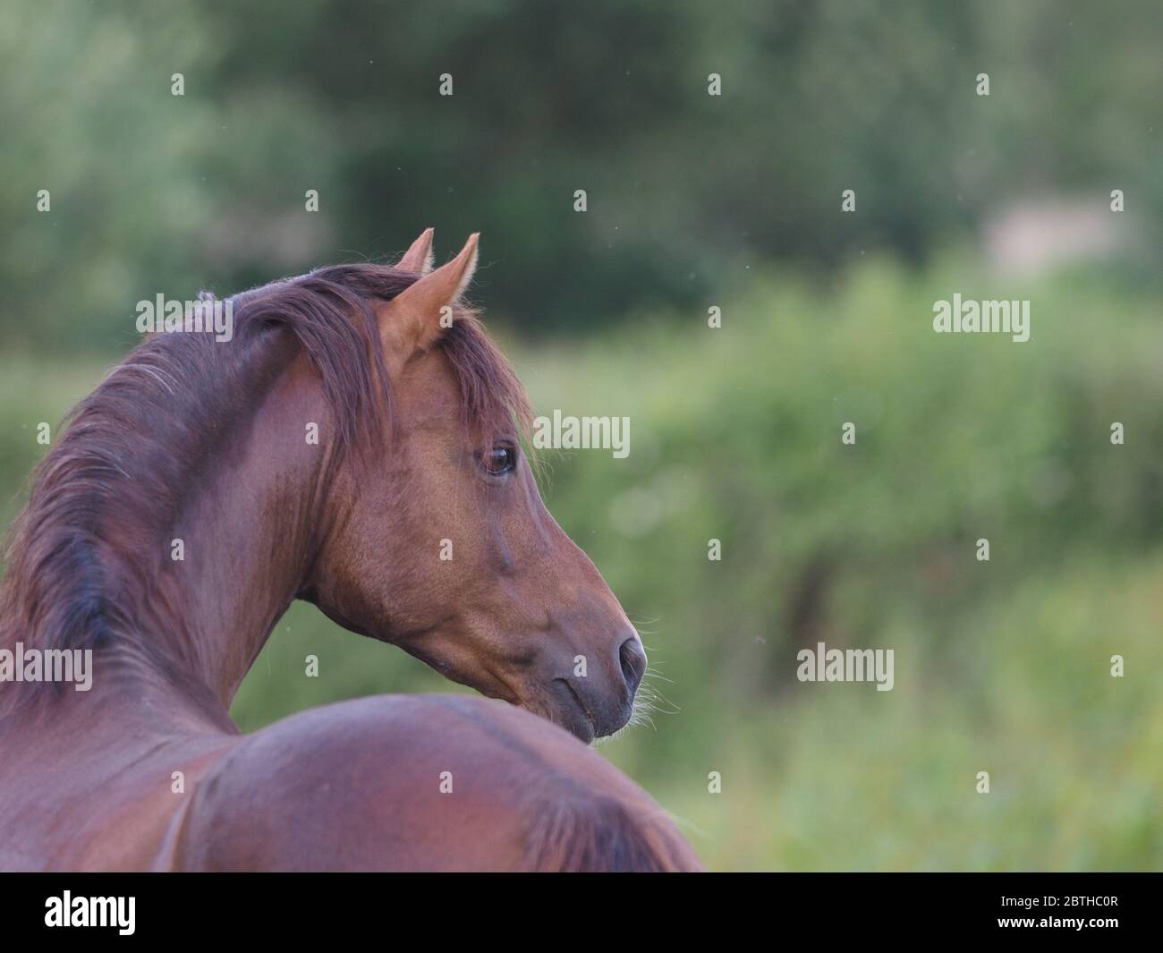 Ein walisischer Ponyhengst schoss von hinten. Stockfoto