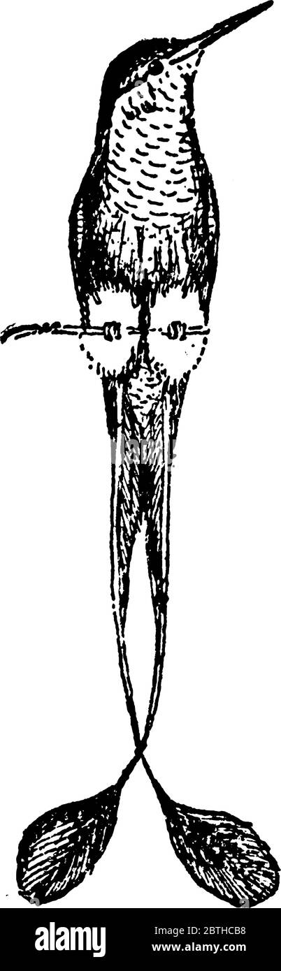 Summende Vögel sind kleinste schwerelose bunte Vögel mit langem Schnabel, Vintage-Strichzeichnung oder Gravur Illustration. Stock Vektor