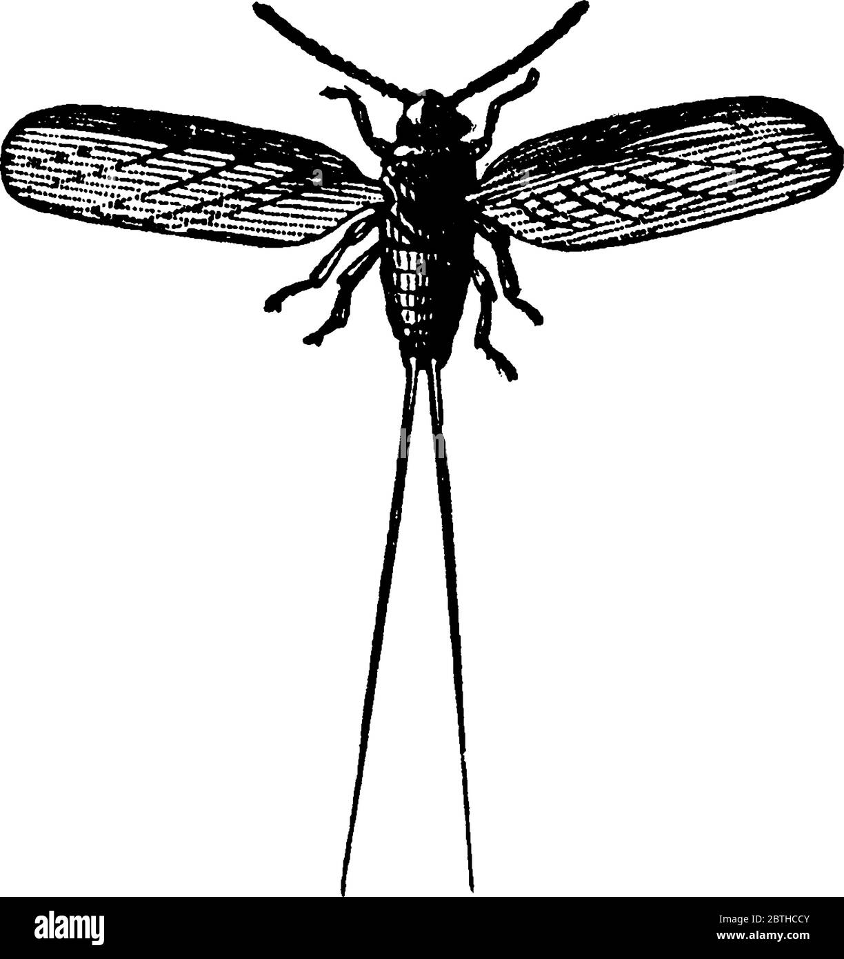 Ein Bild eines erwachsenen männlichen Käfer, Vintage-Linie Zeichnung oder Gravur Illustration. Stock Vektor