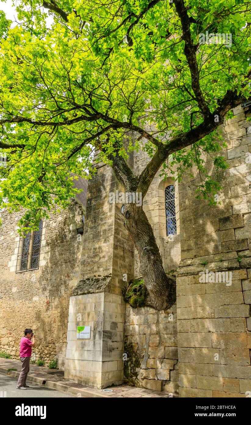 Frankreich, Indre et Loire, Cheille, alte Eiche (Quercus) aufgeführt bemerkenswerte Baum von Frankreich von A.R.B.R.E.S. Verein wächst in der Wand von Saint Didier ch Stockfoto