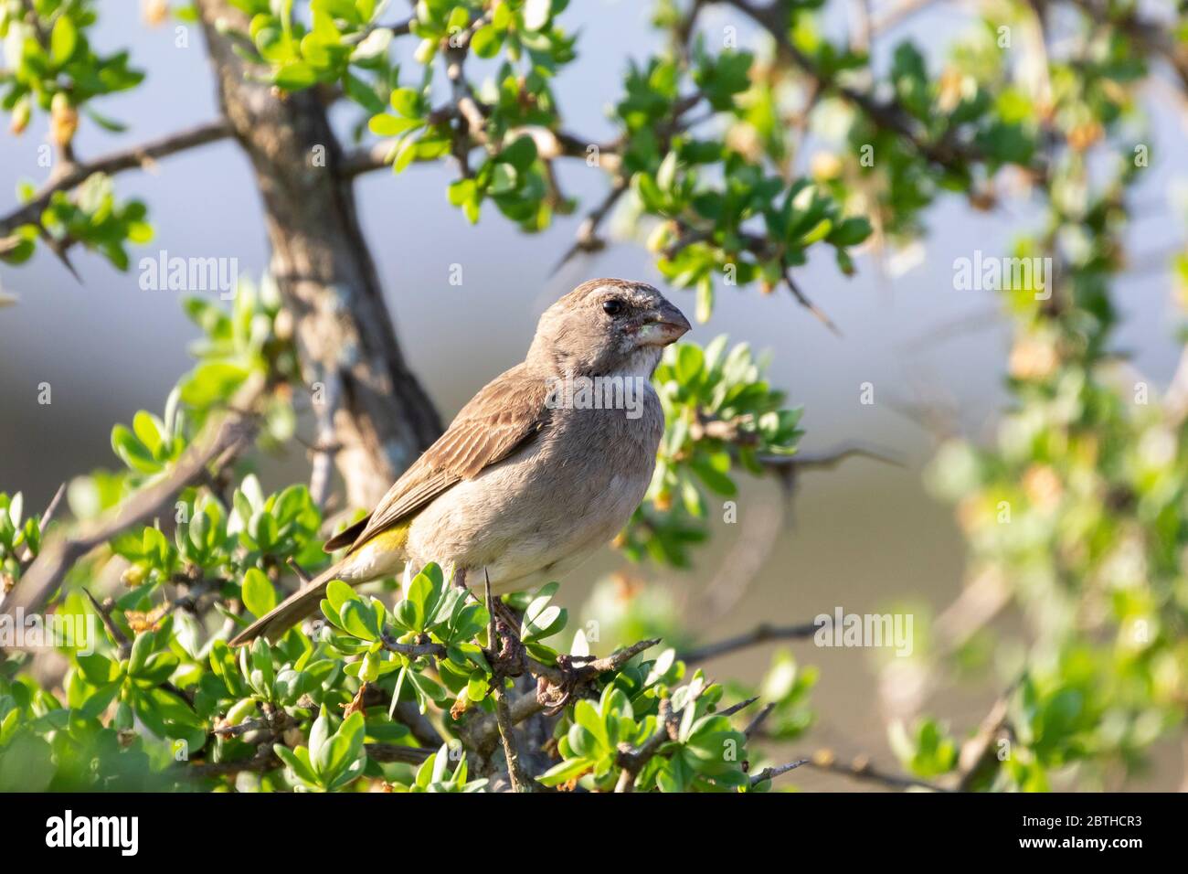 Weißkehlkanarienvogel (Crithagra albogularis) thront Addo Elephant National Park, Eastern Cape, Südafrika im Frühjahr Stockfoto