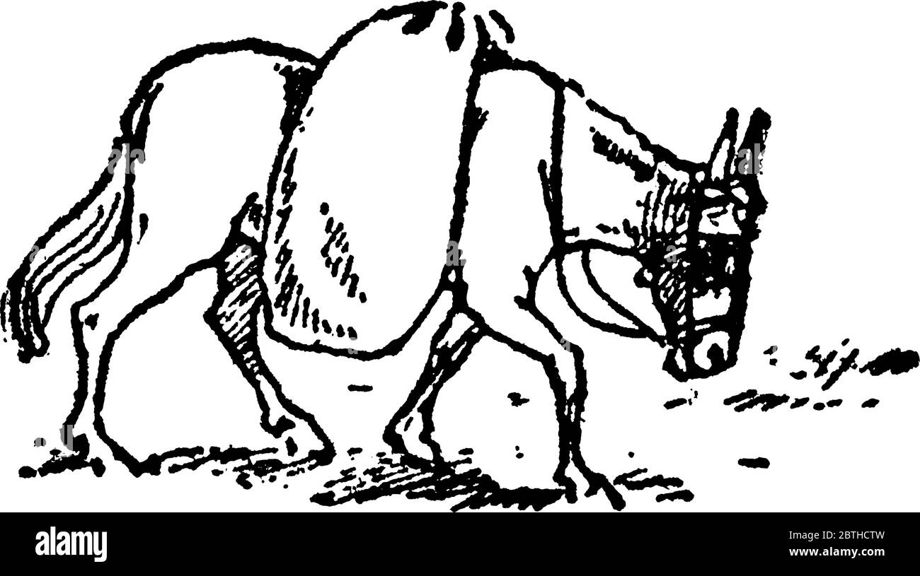Ein Pferd, das auf dem Weg zur Mühle im Gras grast, eine schwere Last auf dem Rücken trägt, eine Vintage-Strichzeichnung oder eine Gravur. Stock Vektor Ein Pferd, das auf dem Weg zur Mühle im Gras grast, eine schwere Last auf dem Rücken trägt, eine Vintage-Strichzeichnung oder eine Gravur. Stock Vektor