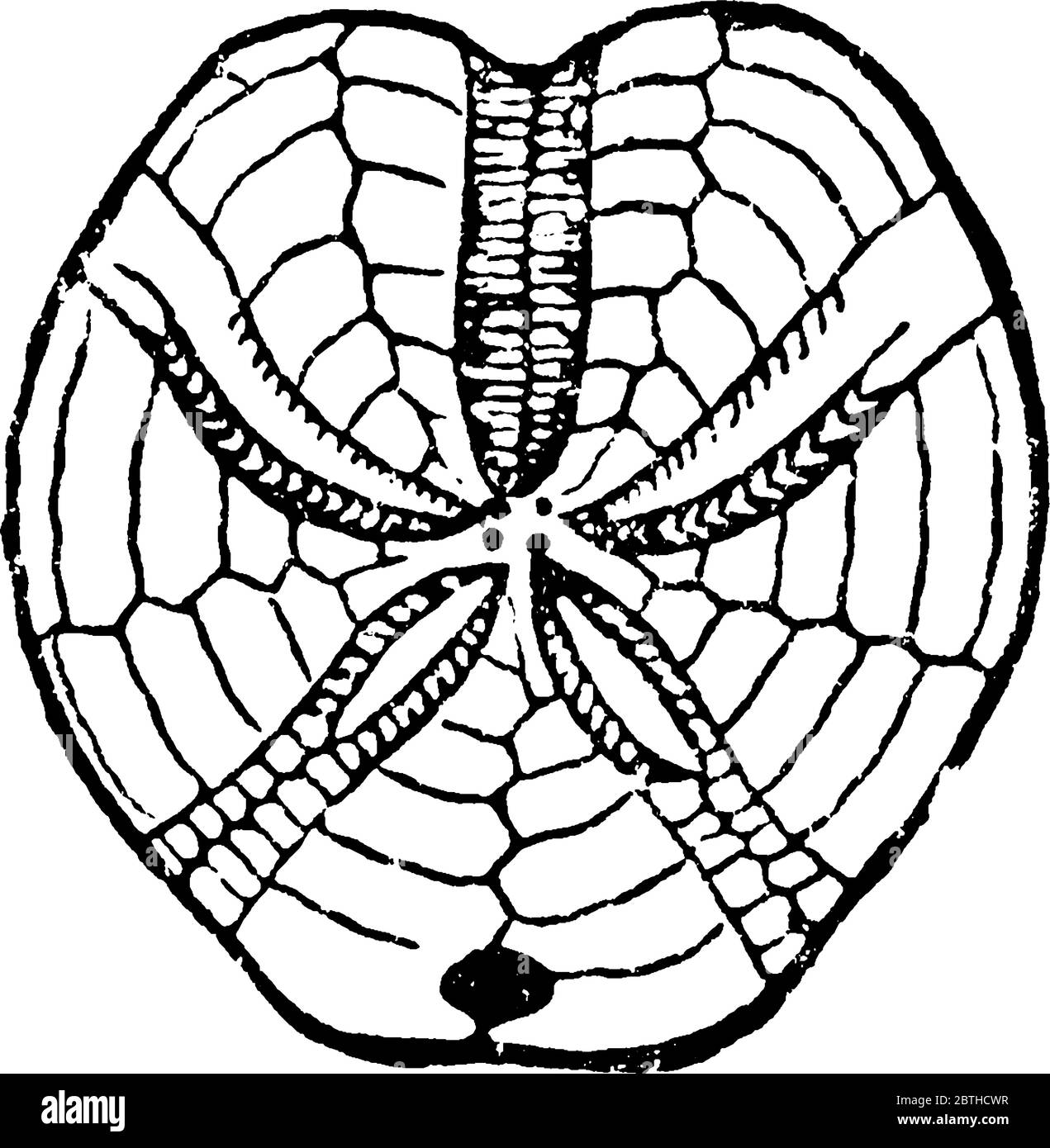 Eine typische Darstellung von Hemipneustes Greenovii, Forbes, U. Greensand, Blackdown, näher an einer kreisförmigen Form mit einem regelmäßigen Muster treffen auf der Stock Vektor