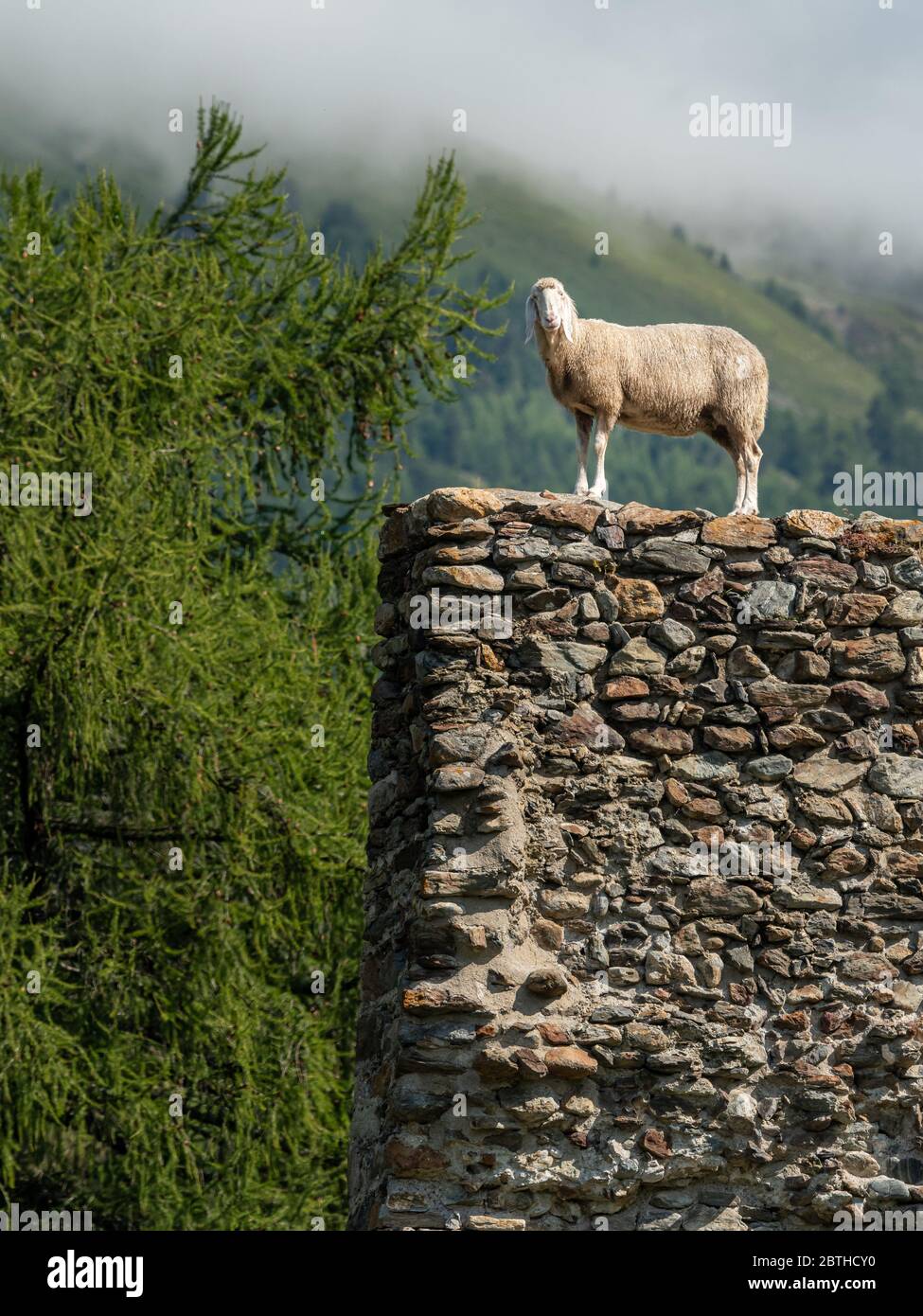 Ein weißes Schaf auf einer Steinmauer, sonniger Sommertag, Südtirol  (Italien Stockfotografie - Alamy