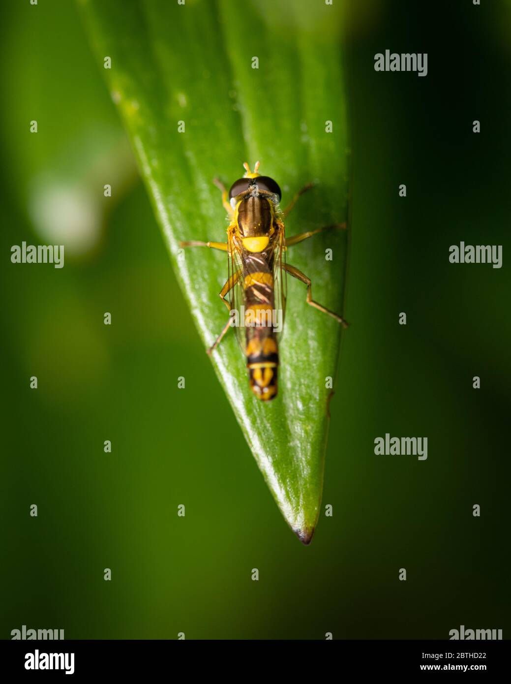 Eine männliche Langschweble (Sphaerophoria scripta, Syrphidae), die auf einem grünen Blatt ruht (Wien, Österreich Stockfoto