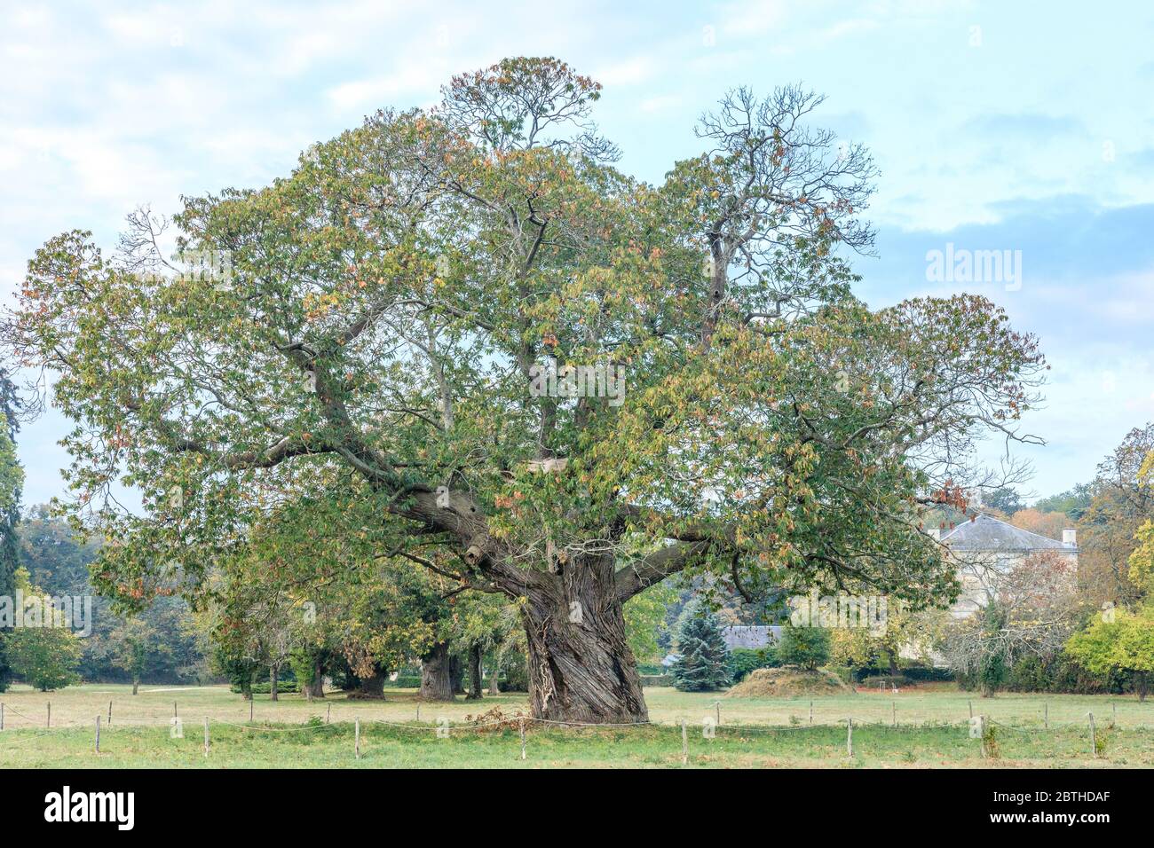 France, Indre et Loire, Veigne, Championniere Hamlet, Kastanie Castanea sativa) aufgeführt bemerkenswerte Baum von Frankreich von A.R.B.R.E.S. Association // Franc Stockfoto
