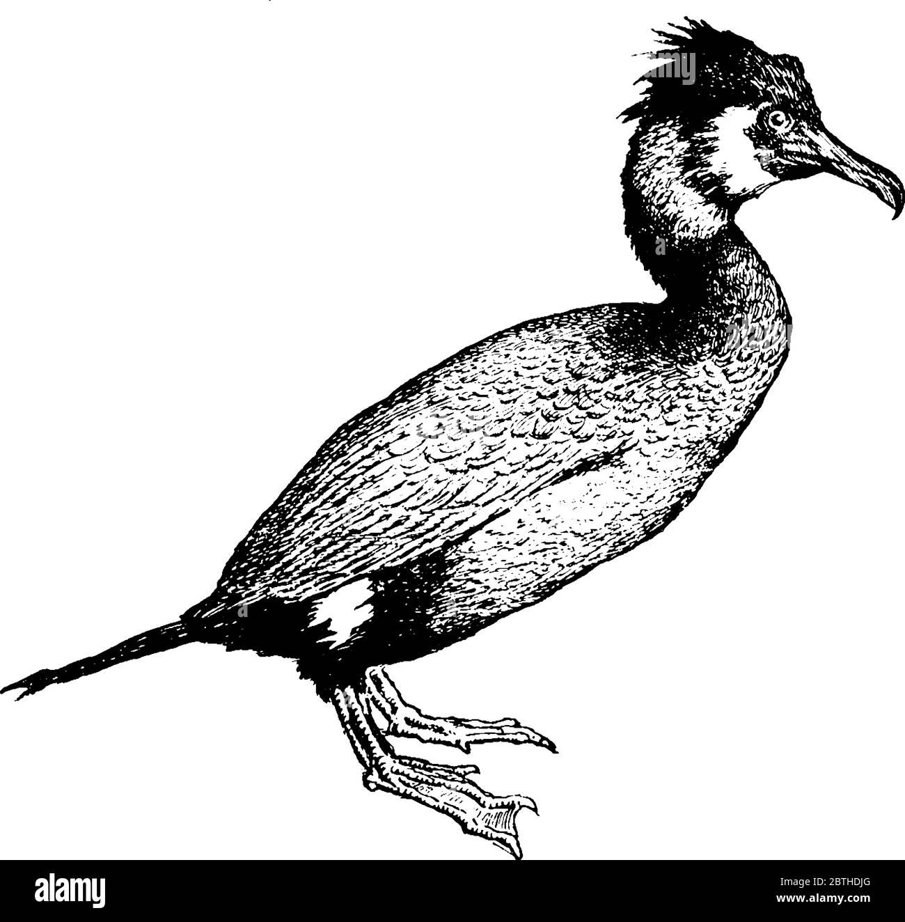 Der Kormoran ist ein großer, schwarzer, fischfressender Wasservogel der Familie Phalacrocoracidae mit einem langen, Hakenschnabel, Vintage-Strichzeichnung oder Gravur Stock Vektor