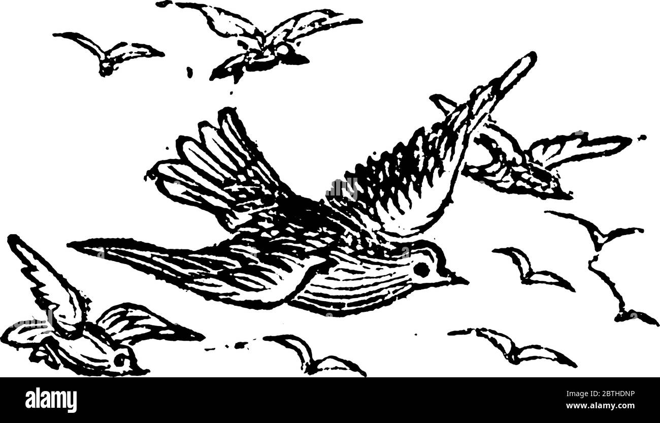 Gruppe von gleichen Vogelarten, die durch die Luft reisen. , Vintage Strichzeichnung oder Gravur Illustration. Stock Vektor