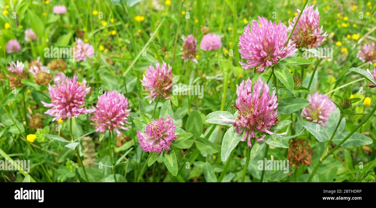 Rote Blütenkleeblätter auf grünem Blatthintergrund Stockfoto